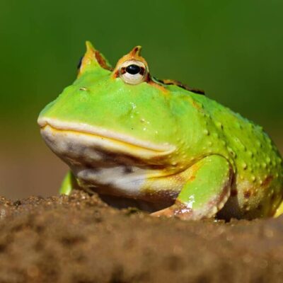 市面上常见的盗贼之海服务器维修价格范围是怎样的？