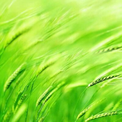 绿色数据中心成为数字化转型的重要推动力