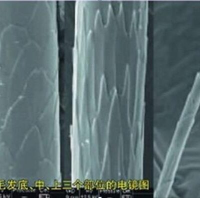 一、了解毛发类型与特点