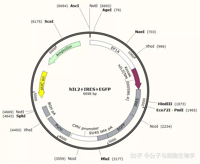 IP2A指的是一个特定范围内的IP地址