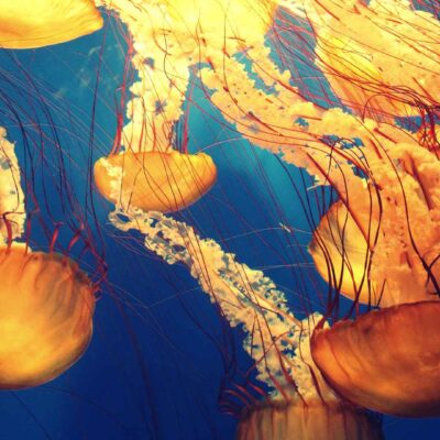 实时更新的海南移动DNS服务器列表及查询方法