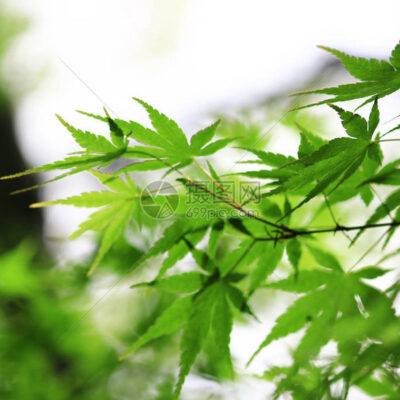 绿色校园智能化