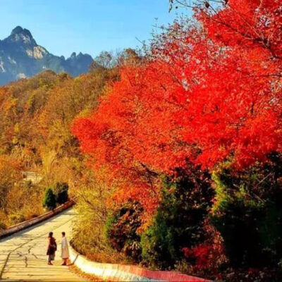 探寻白云山，体验云海的壮丽与自然的魅力