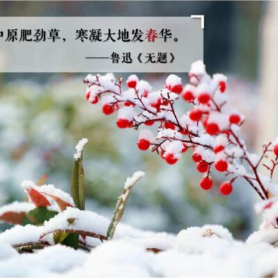 雪上飞驰的梦幻之地