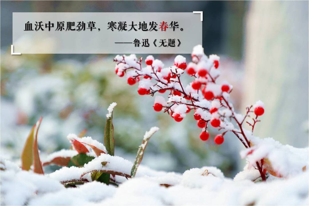 雪上飞驰的梦幻之地